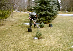 tree planting